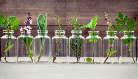 plants and herbs in jars